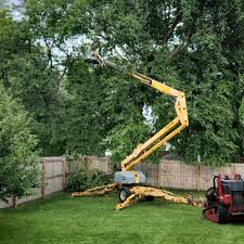 Best Tree Health Inspection  in Wake Village, TX